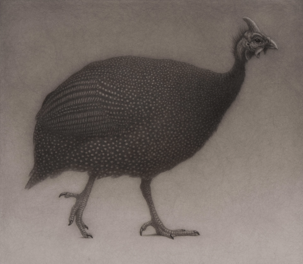 Lee Andre, Guinea Fowl, charcoal, 14 x 16 in